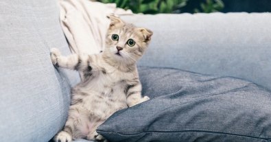Фото – В этом году мир отмечает юбилейный 90-й День домашних животных: интересные факты о празднике