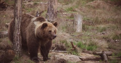 Фото – В Україні зникають бурі ведмеді: відомо чому