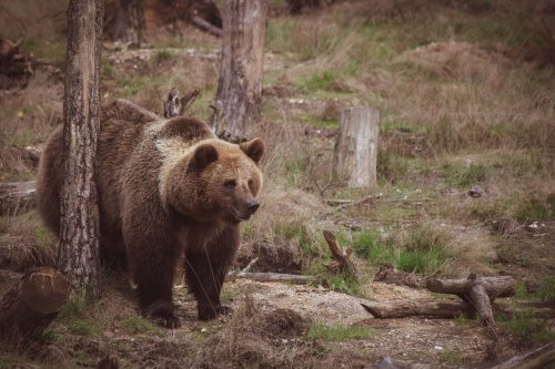 В Украине исчезают бурые медведи: известно почему