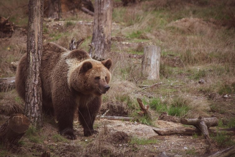 В Україні зникають бурі ведмеді: відомо чому