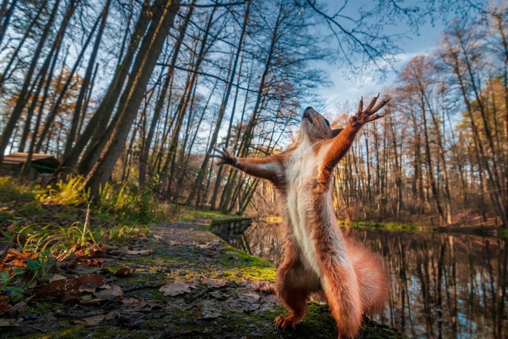 Photo – Ukraine implements the norms of European legislation on the protection of flora and fauna