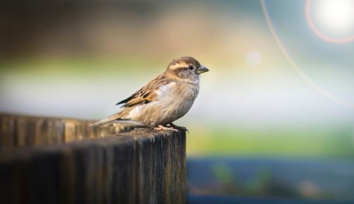 В Європі зникло 600 мільйонів птахів за останні 40 років