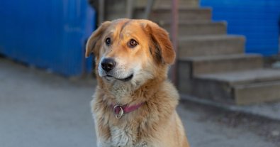 Photo – UAnimals announces applications for help with food for cats and dogs in Sumy region