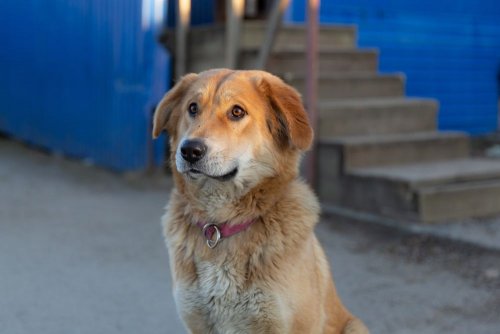 UAnimals оголошує прийом заявок на допомогу кормом для котів і собак на Сумщині