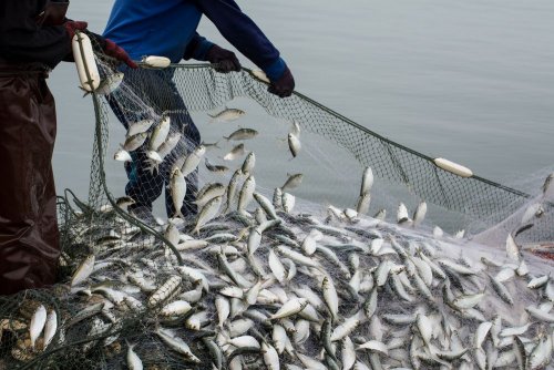 Ловив рибу сітками на 200 тисяч гривень: на Миколаївщині "попався" браконьєр