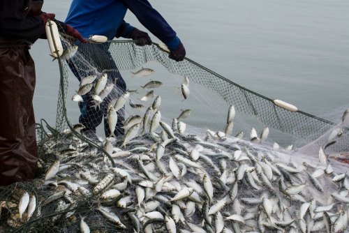 У 4-х областях України браконьєри нарибалили на мільйони гривень за вересень