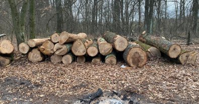 Фото – Під Обуховом на Київщині вирубують ліс, місцеві занепокоєні чи законно це