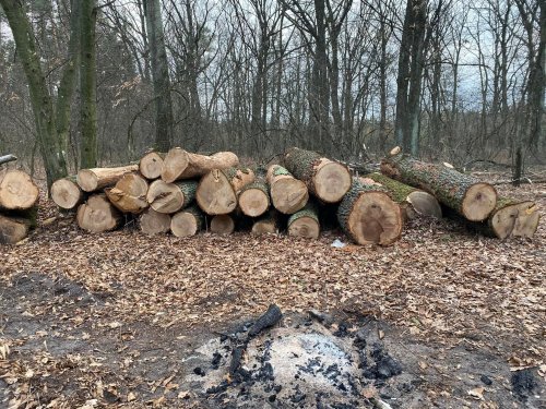 Под Обуховом в Киевской области вырубают лес, местные обеспокоены законно ли это