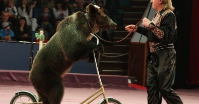 Фото – Нардепов просят не принимать закон о запрете участия животных в шоу