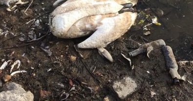 Фото – На Вінниччині встановлюють причини мору лебедів