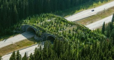 Фото – Дощові садки та екодуки: українцям розповіли як адаптуватись до кліматичних змін