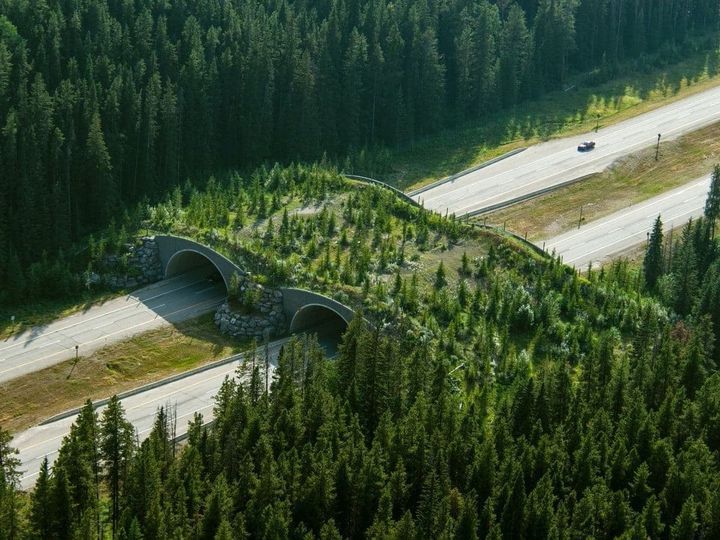 Фото – Дощові садки та екодуки: українцям розповіли як адаптуватись до кліматичних змін