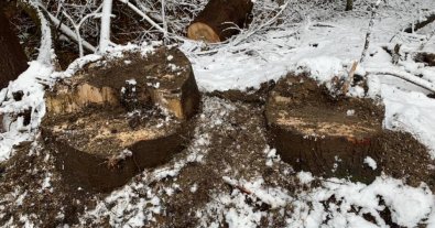 Фото – Держекоінспекція "відмазала" лісівників від незаконної рубки на Київщині – UNCG