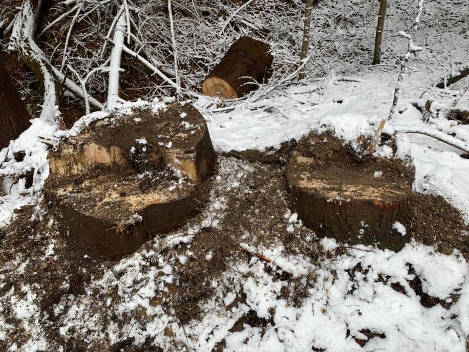 Фото – В НПП "Королевские Бескиды" уничтожены деревья: активисты бьют тревогу