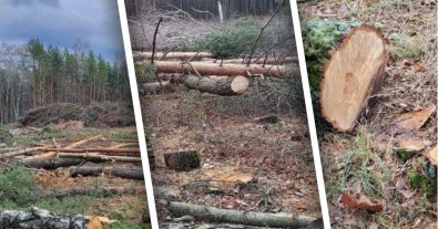 Фото – Під Києвом вирізали ліс для будівництва термінала "Нової пошти". Фото