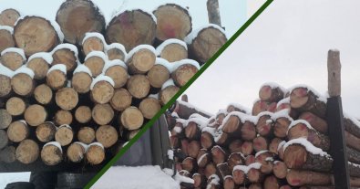 Фото – На Рівненщині викрили незаконну вирубку понад 60 сосен