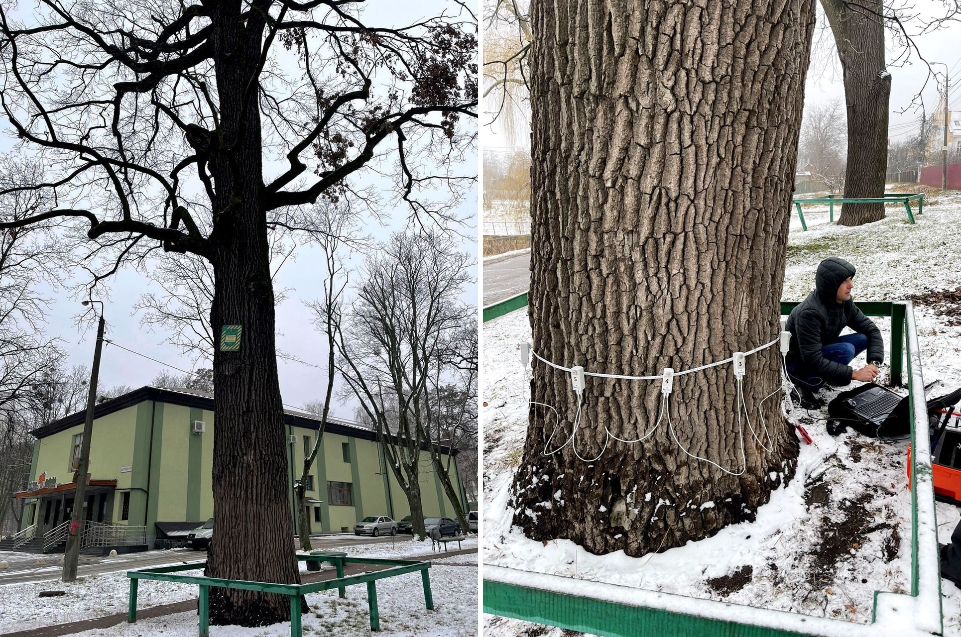Фото – В Киеве взялись за лечение дубов-старожил. Фото