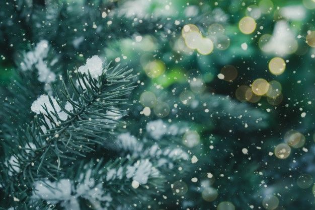 На Киевщине объявили операцию "Новогодняя елка", чтобы спасти деревья от вырубки