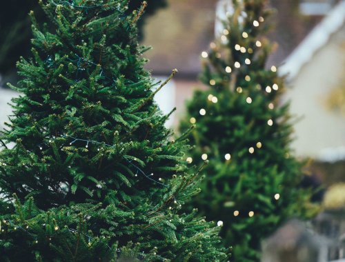 The TOP-5 Christmas trees that will preserve the life of trees and create a festive atmosphere