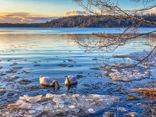 На Буковине обмелело "Лебединое озеро", где зимуют птицы