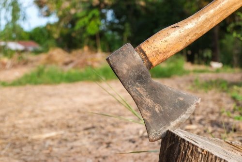 Trees worth more than 4 million hryvnias destroyed in a nature reserve in the Ivano-Frankivsk region