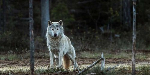 Норвезький вовк назавжди зник із дикої природи