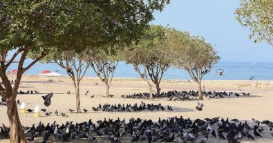 Photo – Mobile "climate islands" will save Spaniards from the heat