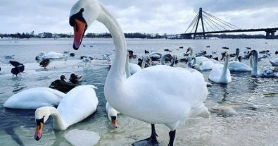 Фото – У Києві містянам заборонили годувати лебедів