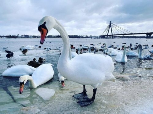 В Киеве горожанам запретили кормить лебедей