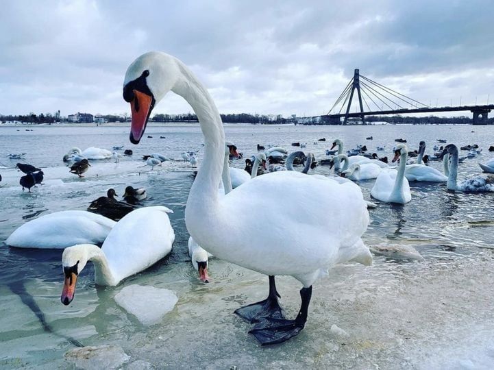 В Киеве в парке Прибрежный спасли стаю лебедей, подробности, фото, карта - Телеграф