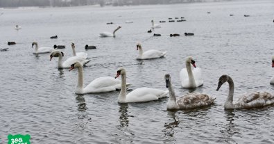 Фото – Пуля попала в сердце: в киевском парке "Наталка" убили лебедя. Фото