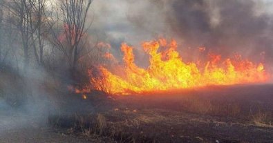Фото – В Нижнеднестровском заповеднике в Одесской области произошел масштабный пожар (видео)
