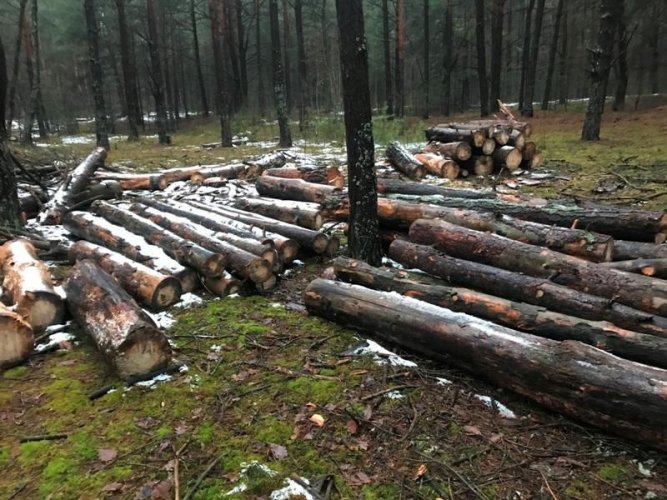 На Волыни вырубили деревья: вместо леса остались пеньки. Фото