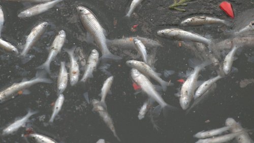Постійні відлиги спричинили мор риби у Рівному (фото)