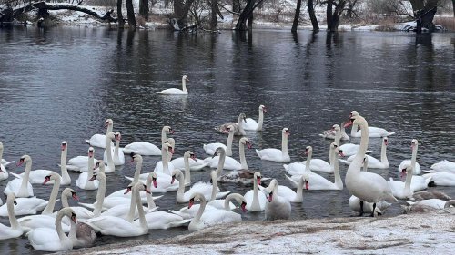 На Львівщині загинуло чотири лебеді через хліб, яким їх годували люди