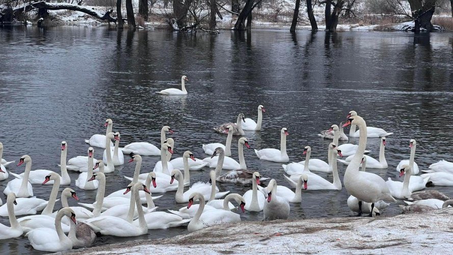 На Львівщині загинуло чотири лебеді через хліб, яким їх годували люди