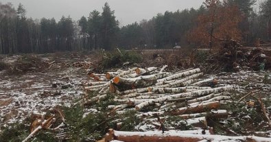 Фото – Під Києвом вирізали ліс для "Нової Пошти": компанія сплатила чималий штраф