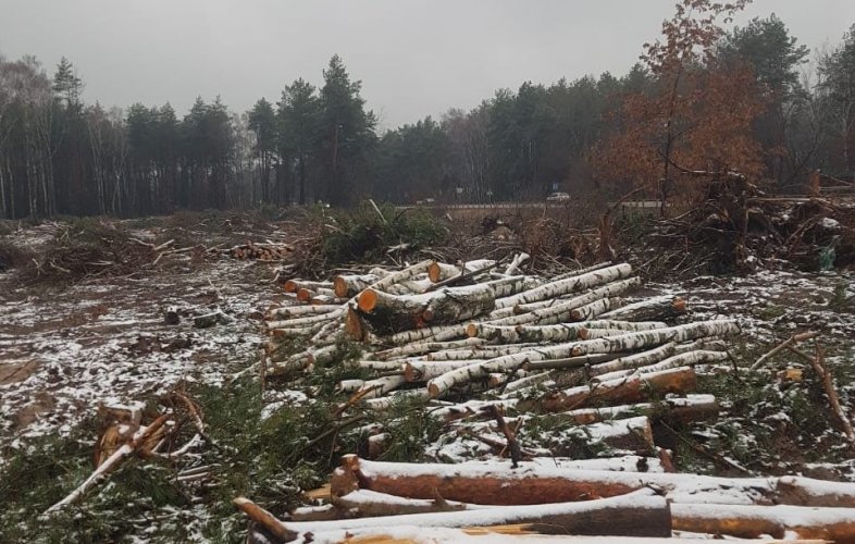Під Києвом вирізали ліс для "Нової Пошти": компанія сплатила чималий штраф