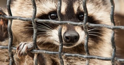 Фото – OLX оштрафували через скаргу активістів з UAnimals