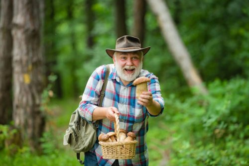 The top of safe forests of Rivne region: opening the season of berries and mushrooms