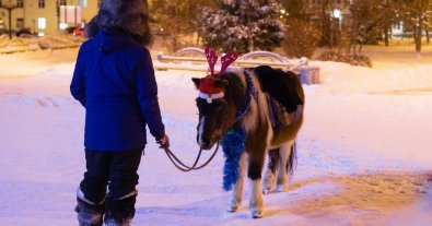 Фото – У Харкові екоактивісти припинили експлуатацію коней для розваг. Фото