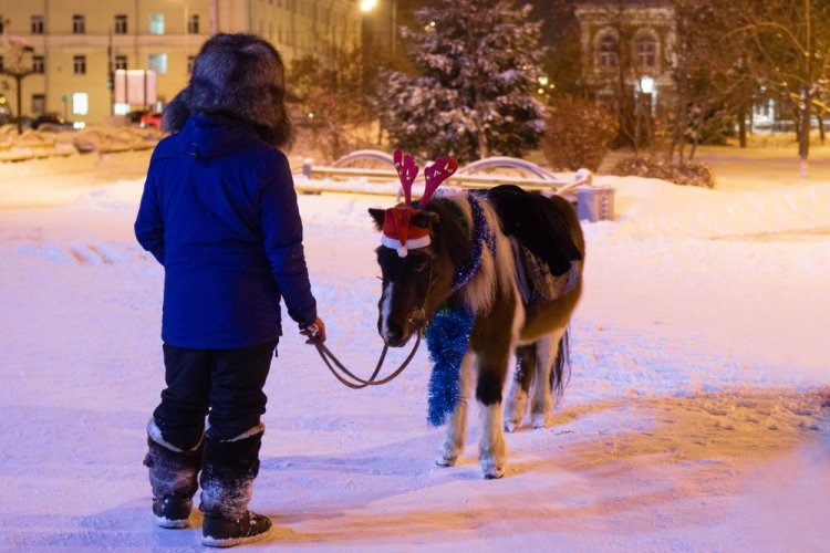 В Харькове экоактивисты прекратили эксплуатацию лошадей для развлечения. Фото