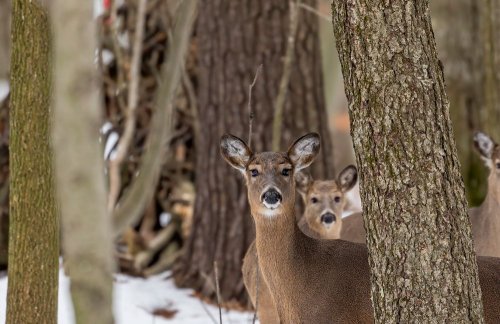 Ecologists criticized the police for returning evidences to deer killers. Photo 18+