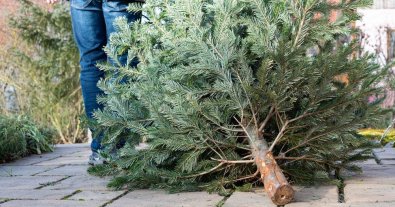 Photo – 17 points for receiving New Year's trees are opened in Kyiv
