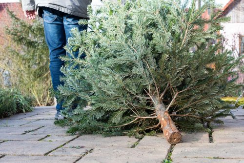 Жители Львова завалили станцию ​​компостирования елками. Фото