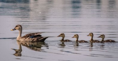 Фото – Стали відомі причини мору качок на річці Уди у Харкові