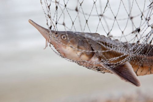 На Херсонщині браконьєри “наловили” червонокнижної риби на 4,5 млн грн