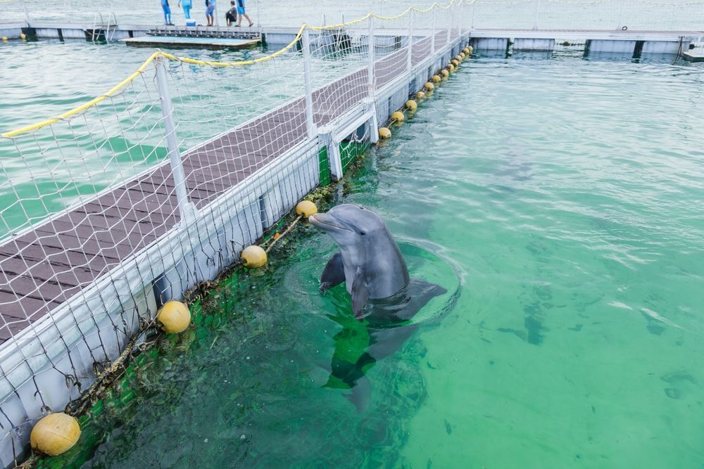 Photo – Activists found Russian trace in Odessa dolphinarium's activity