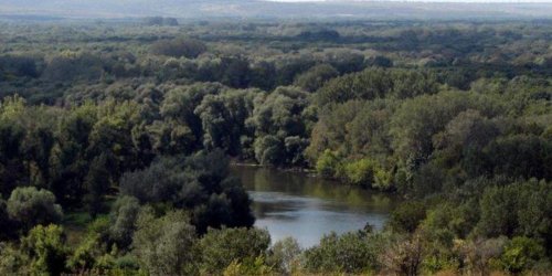 На Слобожанщині п'ятьом лісгоспам відмовили в необґрунтованих рубках