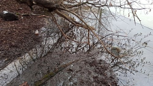 В Житомире канализация в очередной раз отравила реку Тетерев нечистотами. Фото